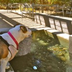 Jazzy’s last trip to the Davis fountain