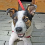 WOOF graduate Dexter is now available for adoption at Animal Care & Control