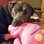 Blue slept on Jazzy’s favorite Ugly Doll the night she passed away