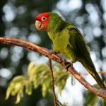 A parrot from Telegraph Hill   Photo: philipbouchard / flickr