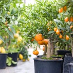 Now is the time to buy and plant citrus trees