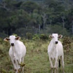 Cattle in a clear-cut portion of the Amazon Rainforest     photo: iStockPhoto / Thinkstock