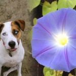 Young Jazzy and Jazzy’s morning glory bloomed the same morning she passed away    (jazzy photo: michele lee)