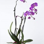 Orchids: Care and feeding