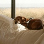 Dachshund at rest    photo: evalyn baron
