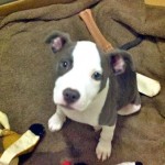 Rebecca sent cell phone photos of Baby Girl in her kennel at ACC