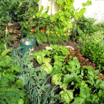 Start gardening now for summer enjoyment