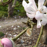 Annual Magnolia Bloom