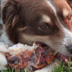 Zoe, Ask the Meatman’s official dog bone taste tester, enjoys a large smoked knucklebone photo: courtesy the meatman