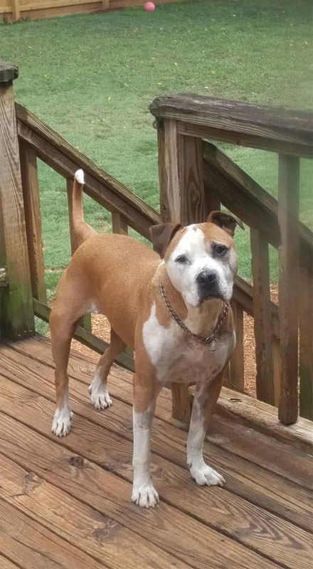 Dog Dies While Grooming At Petco Dog Dies While Grooming At Petco