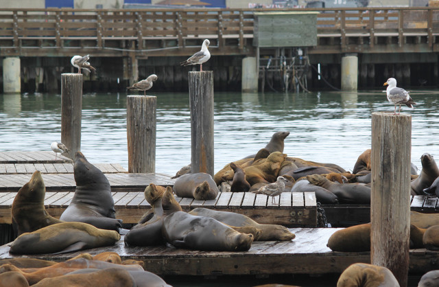 marina times sea lions