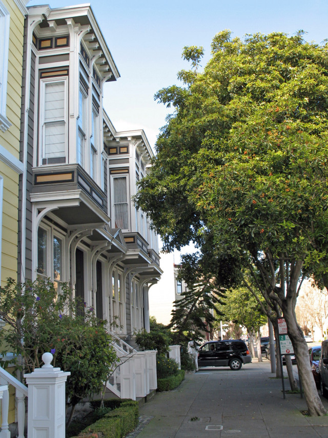 Marina Times The street trees of San Francisco