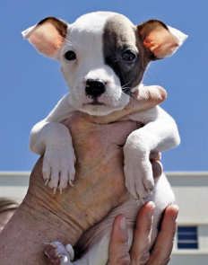 0710_doggy