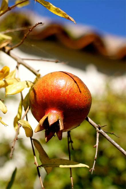 pomegrante in the garden of the historic Pacific House (photo: Garrick Ramirez)