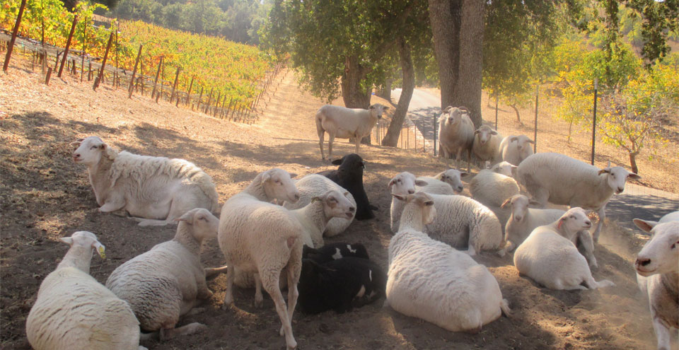 Sheep are part of the sustainability plan at Adelaida
