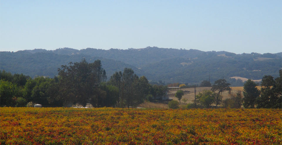 The view from Wild Horse Winery