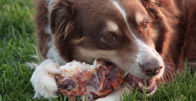 smoked cow bones for dogs