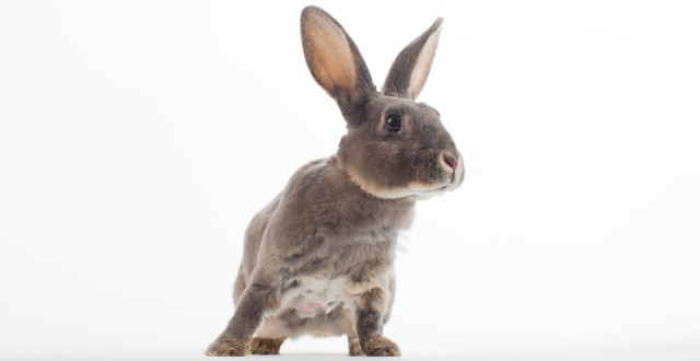 Heaven Lee was rescued as a critically wounded baby in 2011 and is still waiting for her forever home ( photo: renee dodge)