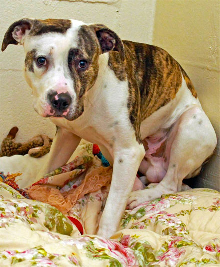 Capone was emaciated when he arrived at ACC