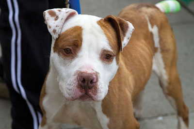 Petey Before