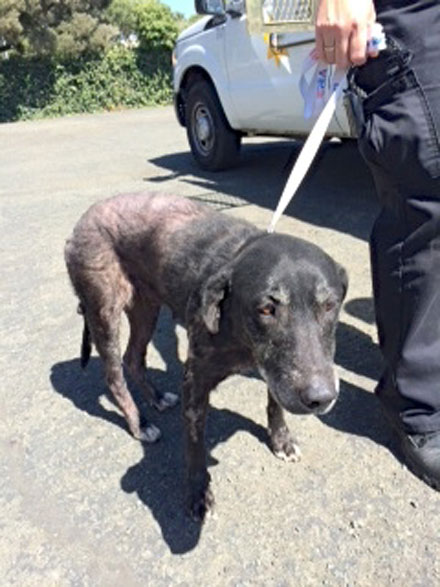 SNiP has set up a GoFundMe page to help Lilly, a black Lab abandoned by her owner. To donate, visit gofundme.com/help-lilly--pals