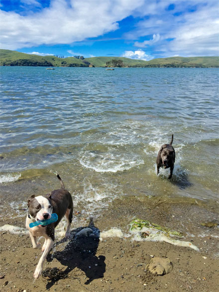 Playing on the private beach.