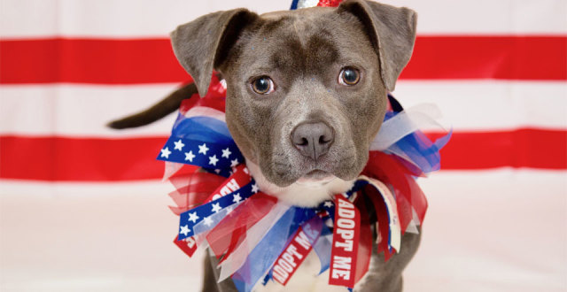 Diamond, ID A370171, 1-year-old female