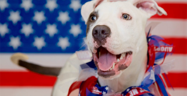 Rohan, ID A371703, 7-month-old male