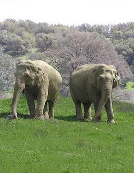 Rescued elephants Kate helped at the PAWS ARK 2000 sanctuary. photo: pawsweb.org