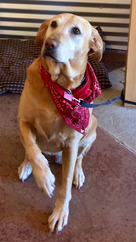 Rescued yellow Lab Honey greets visitors at Lula Cellars