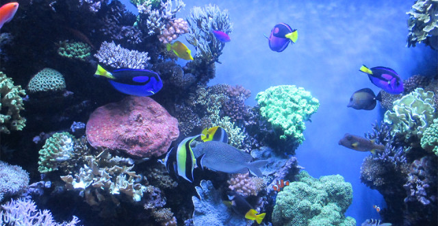 The many splendors at the Monterey Aquarium (photo: Bo Links)