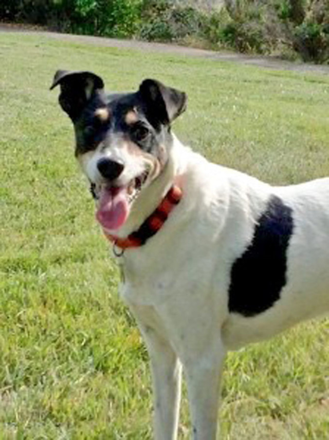 Marina Times Another dog dies at the hands of Petco groomer