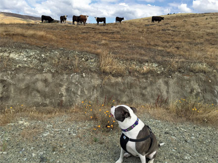 Skylar checks out her new friends, the dairy cows of Tulare Hill in South San Jose.