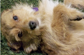 Stevie hopes to find a home where he’ll get lots of belly rubs.