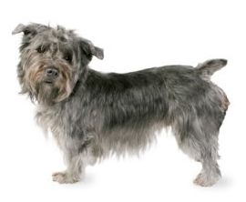 Glen of Imaal terrier