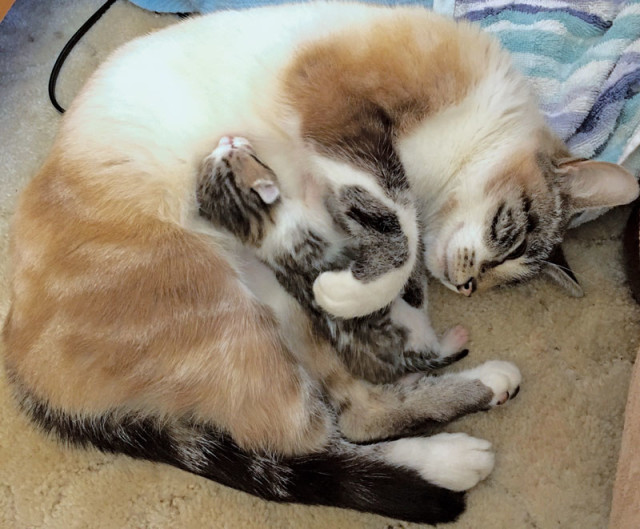 Foster cat Kiki and her kitten, Harley.