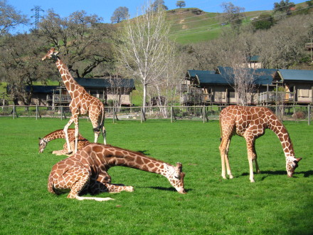 Giraffes at play.  Photo: Bo Links