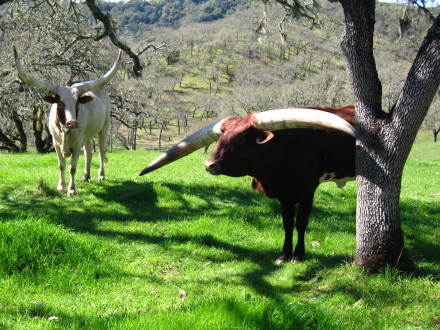 Watusi cattle strike a pose.  Photo: Bo Links