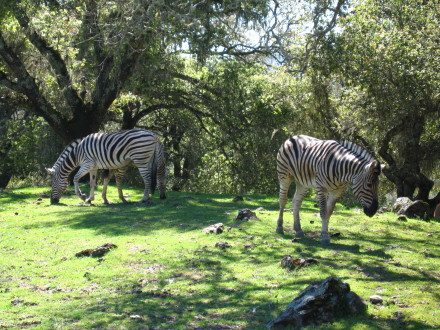 Zebras up close and personal.  Photo: Bo Links