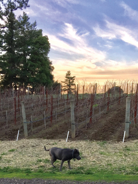 Blue explores the Lula vineyards. Photo: Susan Dyer Reynolds