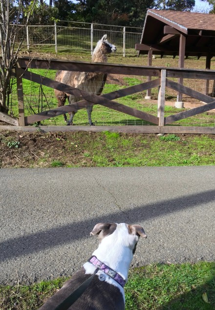 Skylar meets a llama at Stanford Inn.  Photo: Susan Dyer Reynolds