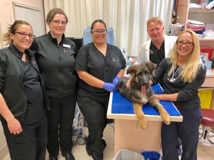 Freya, one of three mutilated puppies found in Oakland, with the staff of Beacon Veterinary Specialists, who repaired her badly broken jaw.  Photo: VCA Bay Area Veterinary Specialists 