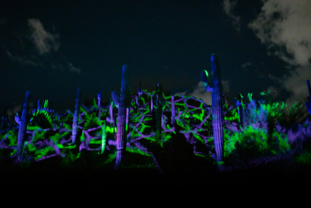 The Electric Desert lights up the night Credit Klip Collective. 