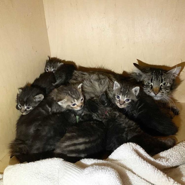 The SFSPCA used a misleading photo of a feral cat family at a hearing of the Animal Welfare Commission to bolster a new policy for leaving them outside. 