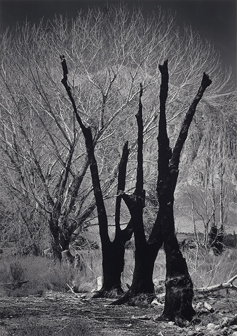 Ansel Adams, Burned Trees, Owens Valley, California. Negative date circa 1936, photograph, gelatin silver print. The Lane Collection © The Ansel Adams Publishing Rights Trust. Courtesy Museum of Fine Arts, Boston