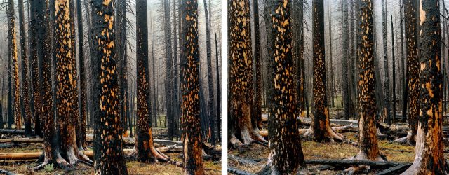 Laura McPhee, Early Spring (Peeling Bark in Rain), 2008. Photograph, inkjet print (diptych). Courtesy of the artist © Laura McPhee. Courtesy Museum of Fine Arts, Boston.